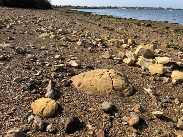 Maylandsea foreshore with numerous rounded septarian nodules and smaller stones exposed at low tide.