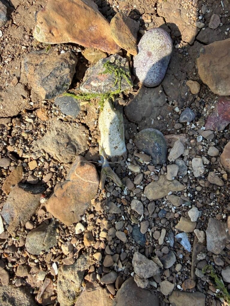 Small fossil shark tooth of Jaekelotodus robustus lying amongst stones and foreshore material at Maylandsea.