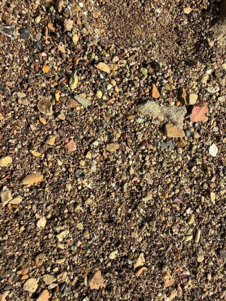 Fine shingle and small stones on the Maylandsea foreshore being searched for fossil teeth.