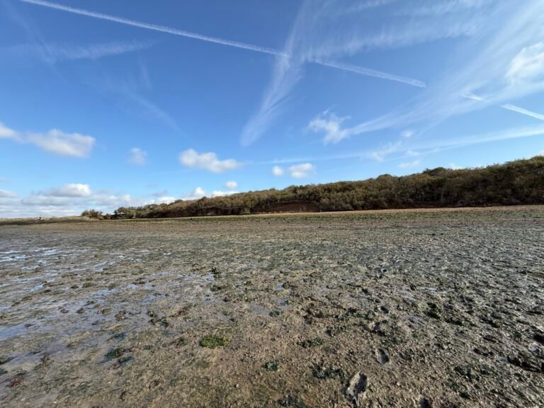 View of site from Foreshore
