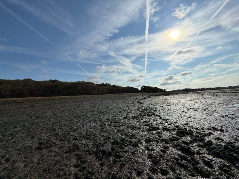 View of site from Foreshore