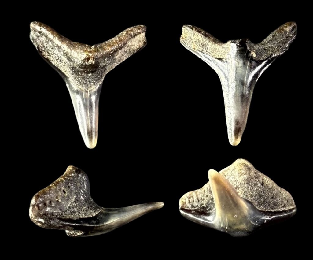 Squatina prima