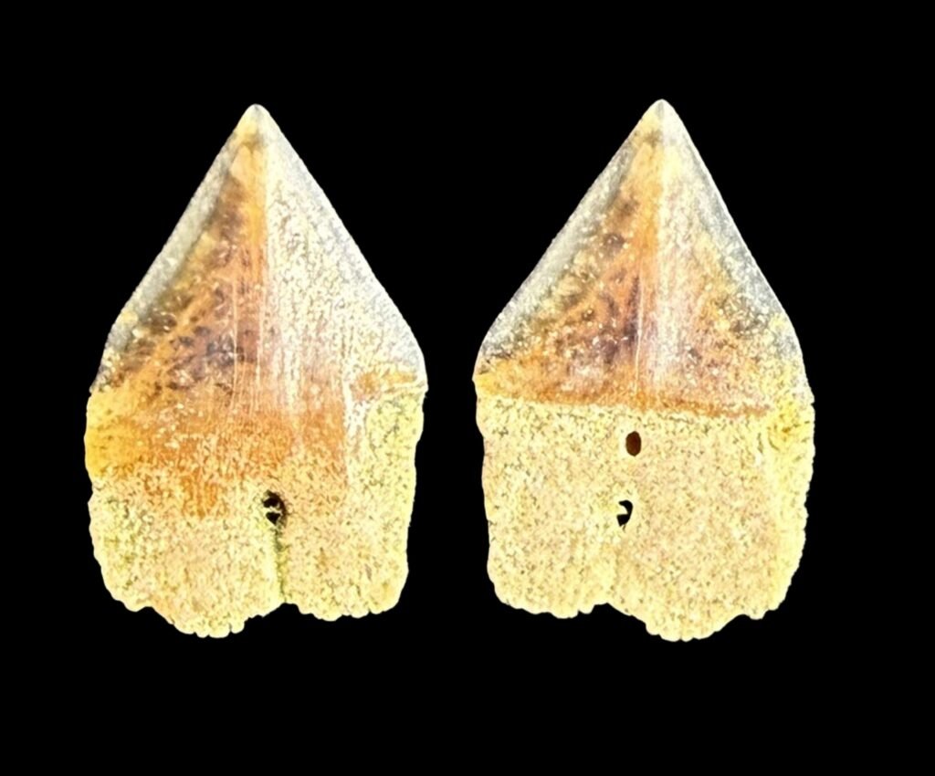 Isistius trituratus