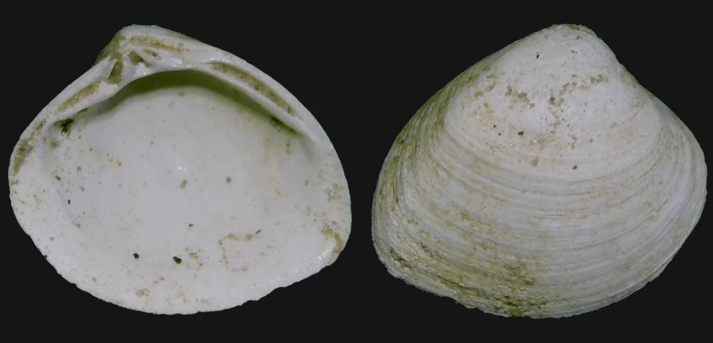 Fossil clam used as an example of a shell-like fossil